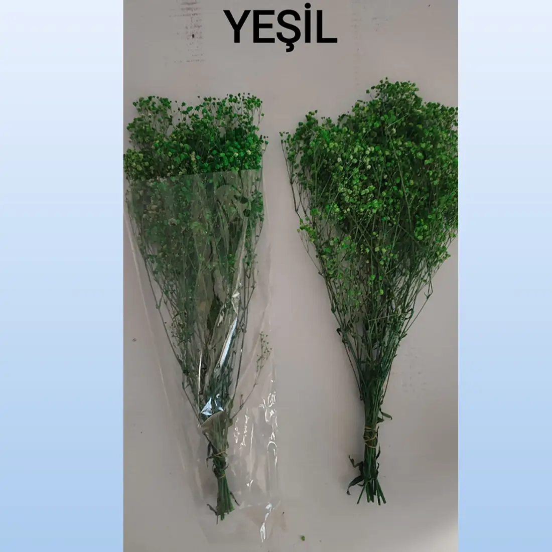 Yeşil renk kuru çiçek cipso çiçeği
